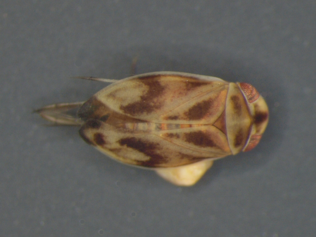 Micronecta poweri